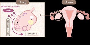 Low AMH Treatment